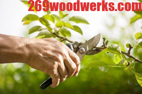Tree Care